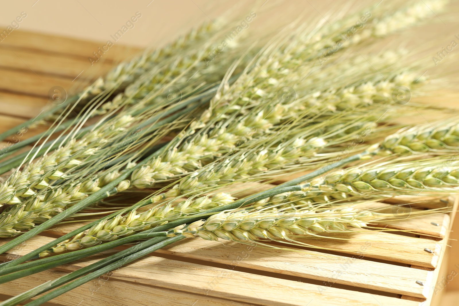 Green wheat spikes on wooden crate against beige background, closeup Photo of Green wheat spikes on wooden crate against beige background, closeup