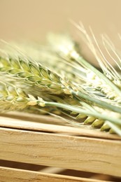 Photo of Green wheat spikes on wooden crate against beige background, closeup