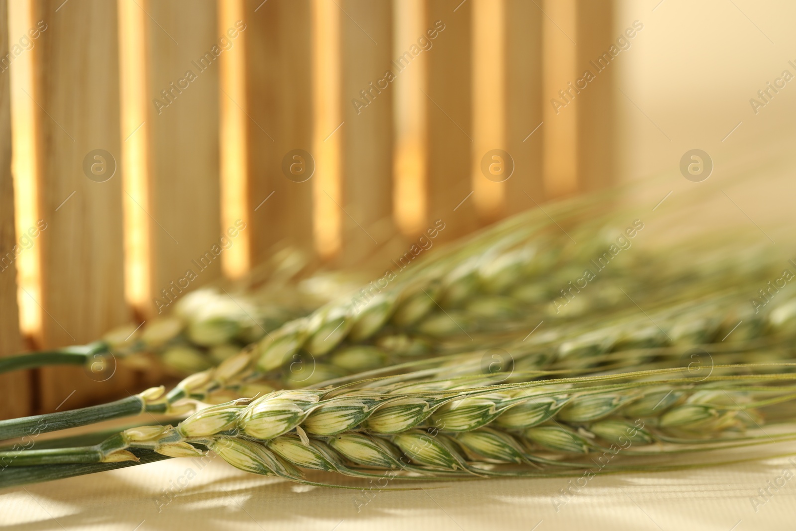 Green wheat spikes on beige background, macro view Photo of Green wheat spikes on beige background, macro view