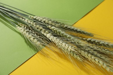 Photo of Green wheat spikes on color background, closeup