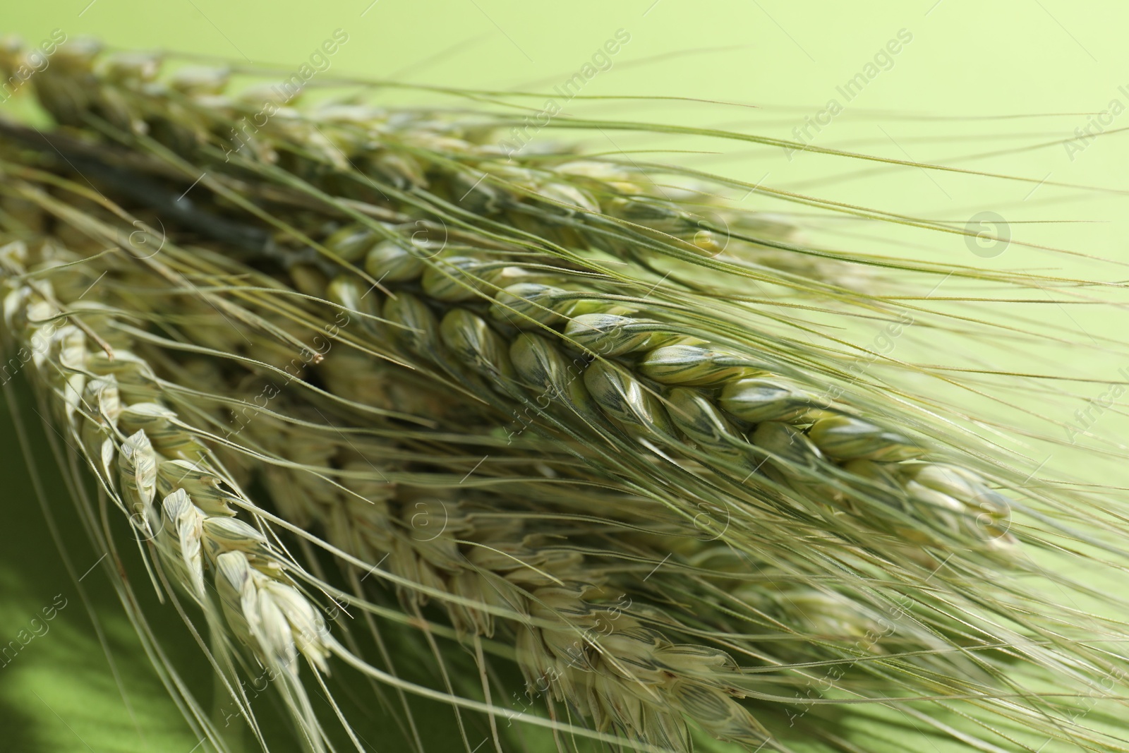 Beautiful wheat spikes on green background, closeup Photo of Beautiful wheat spikes on green background, closeup