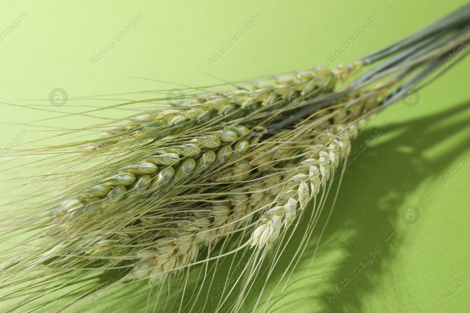 Beautiful wheat spikes on green background, closeup Photo of Beautiful wheat spikes on green background, closeup