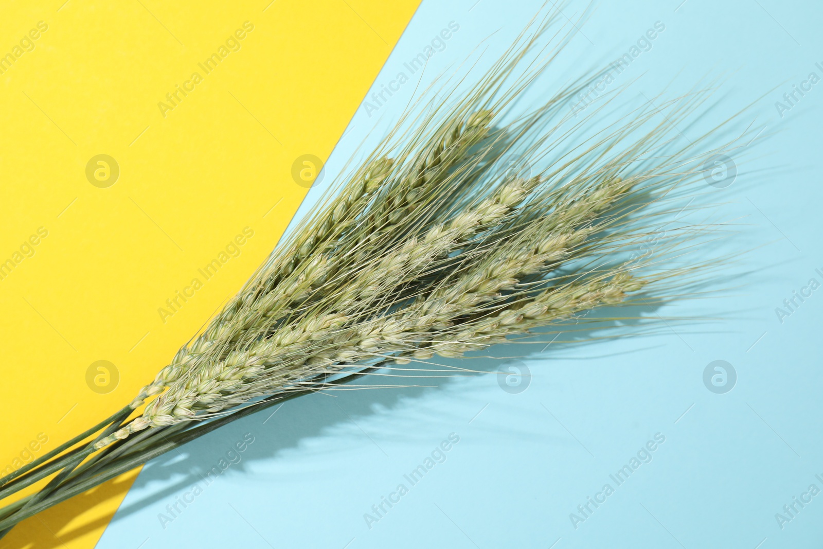 Green wheat spikes on color background, flat lay Photo of Green wheat spikes on color background, flat lay
