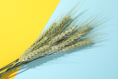 Photo of Green wheat spikes on color background, flat lay