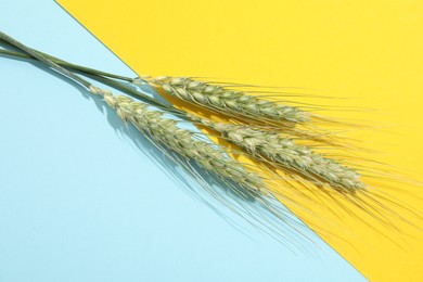 Photo of Green wheat spikes on color background, flat lay