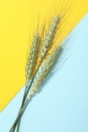 Photo of Green wheat spikes on color background, flat lay