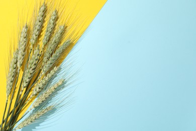 Photo of Green wheat spikes on color background, flat lay. Space for text