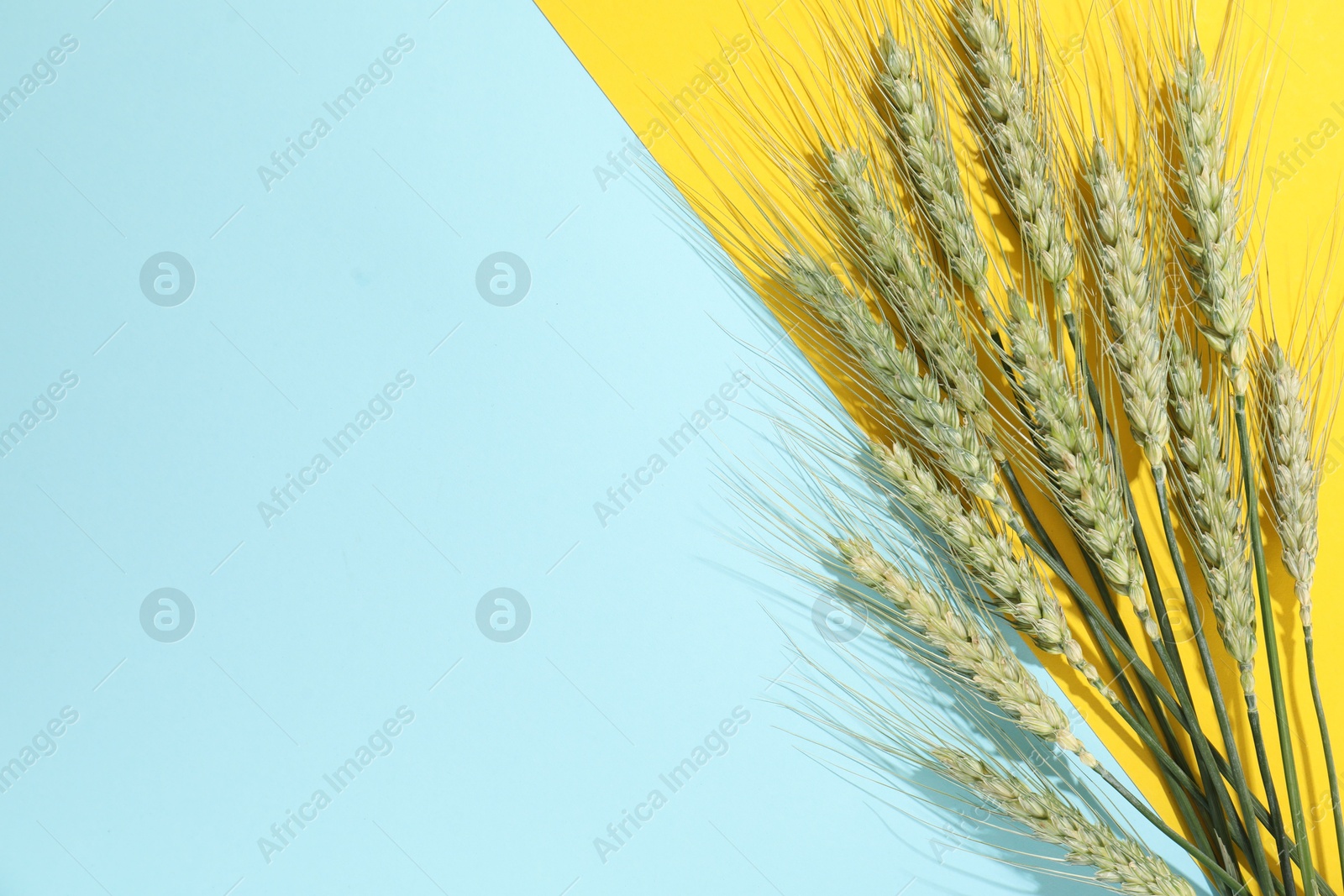 Green wheat spikes on color background, flat lay. Space for text Photo of Green wheat spikes on color background, flat lay. Space for text