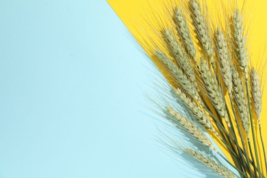 Photo of Green wheat spikes on color background, flat lay. Space for text