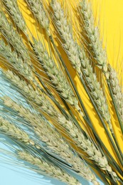 Photo of Green wheat spikes on color background, flat lay