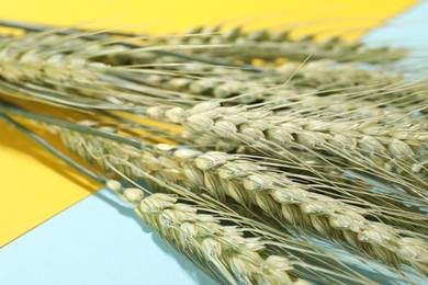 Photo of Green wheat spikes on color background, closeup