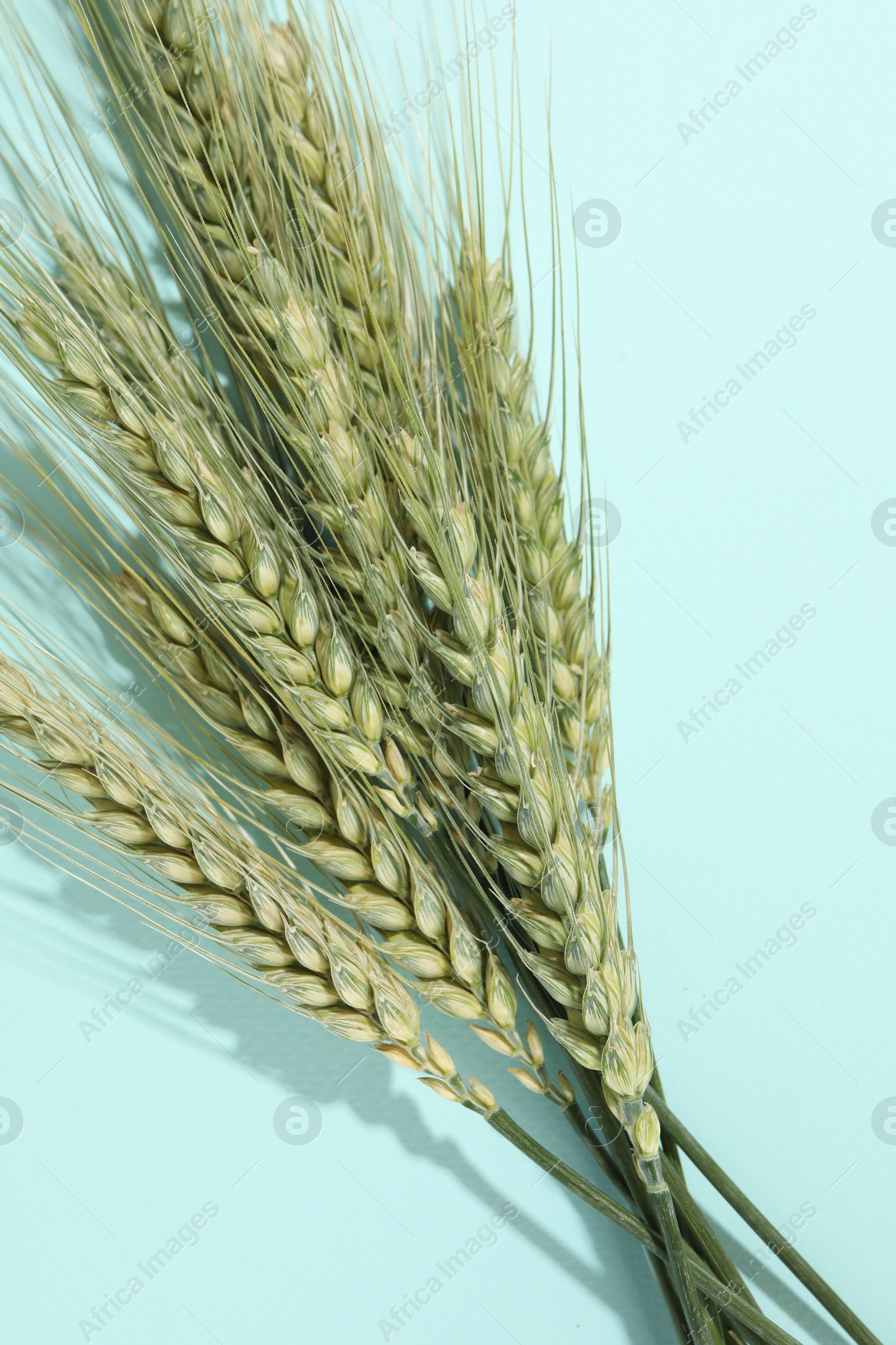 Green wheat spikes on light blue background, flat lay Photo of Green wheat spikes on light blue background, flat lay