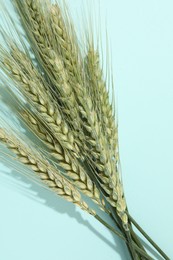 Photo of Green wheat spikes on light blue background, flat lay