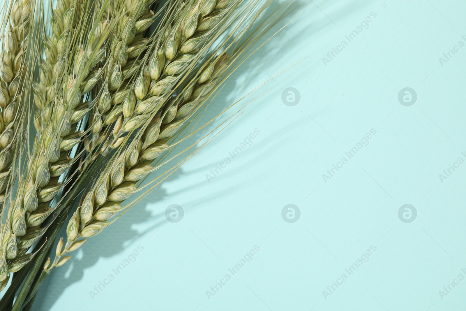 Green wheat spikes on light blue background, above view. Space for text Photo of Green wheat spikes on light blue background, above view. Space for text