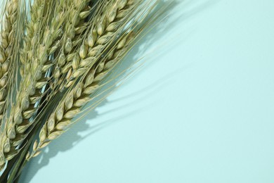 Photo of Green wheat spikes on light blue background, above view. Space for text