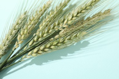 Photo of Green wheat spikes on light blue background, closeup