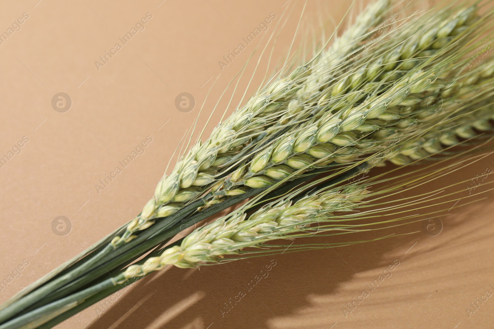 Green wheat spikes on beige background, closeup Photo of Green wheat spikes on beige background, closeup