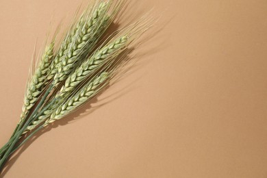 Photo of Green wheat spikes on beige background, flat lay. Space for text