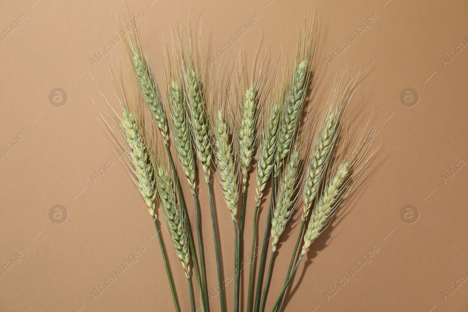 Green wheat spikes on beige background, flat lay Photo of Green wheat spikes on beige background, flat lay