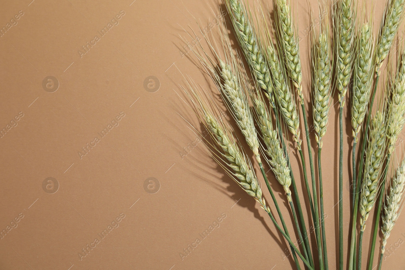 Green wheat spikes on beige background, flat lay. Space for text Photo of Green wheat spikes on beige background, flat lay. Space for text