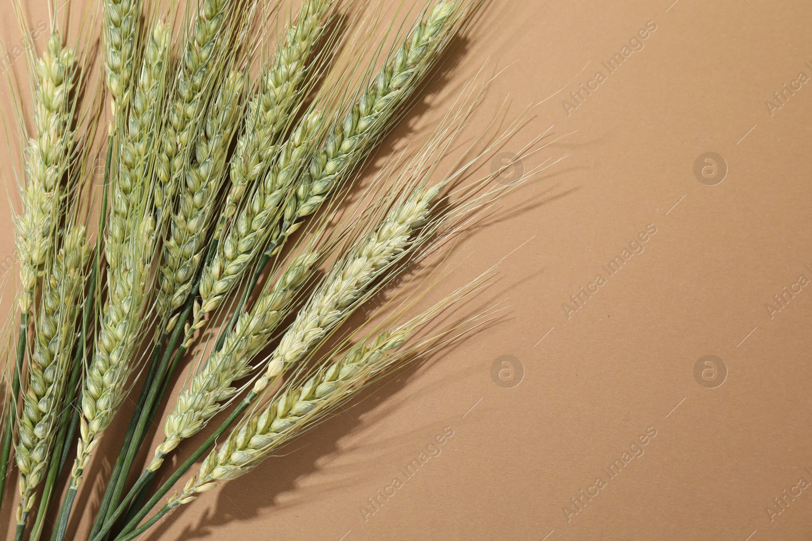 Green wheat spikes on beige background, flat lay. Space for text Photo of Green wheat spikes on beige background, flat lay. Space for text