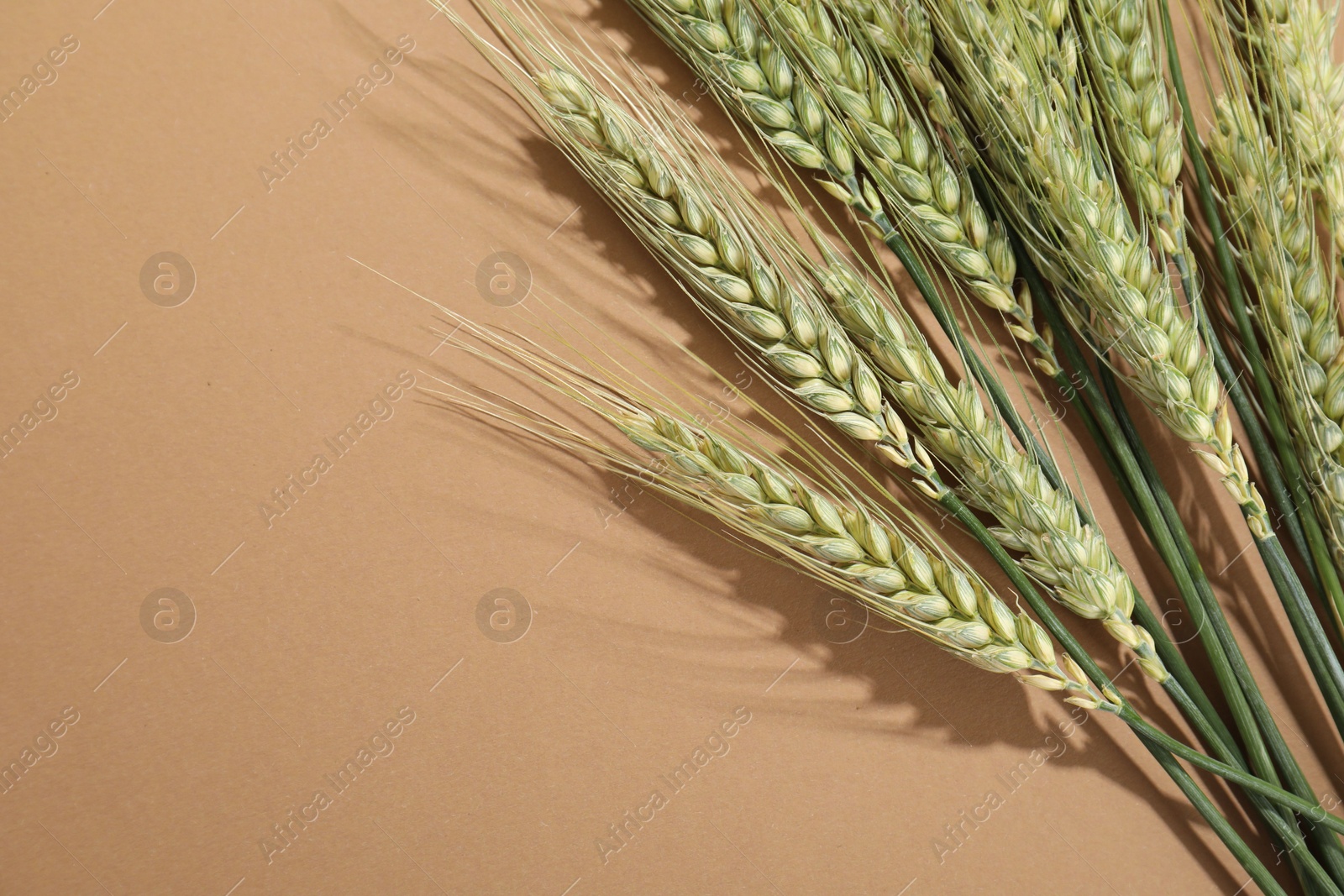 Green wheat spikes on beige background, above view. Space for text Photo of Green wheat spikes on beige background, above view. Space for text