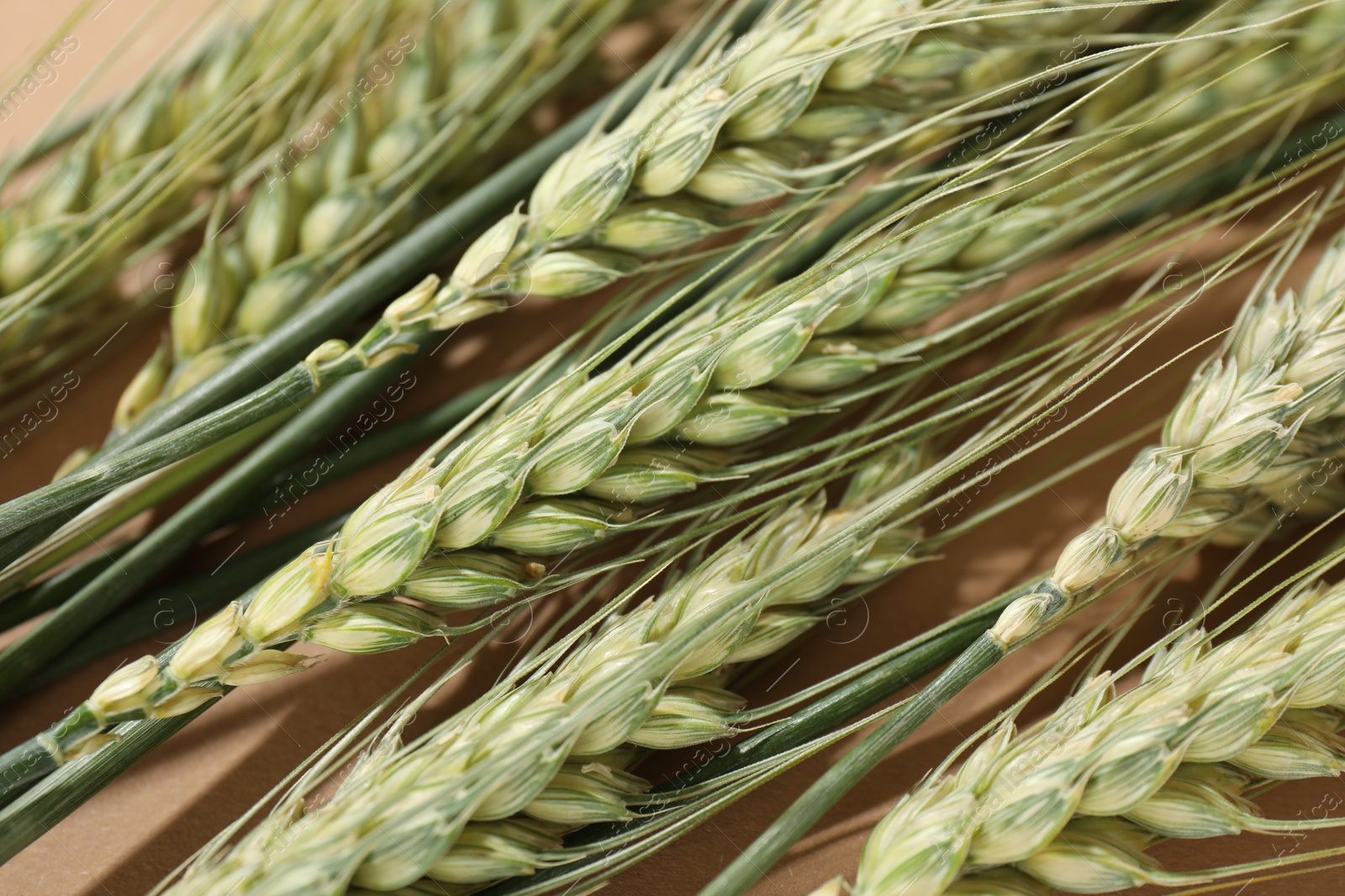 Green wheat spikes on beige background, closeup Photo of Green wheat spikes on beige background, closeup