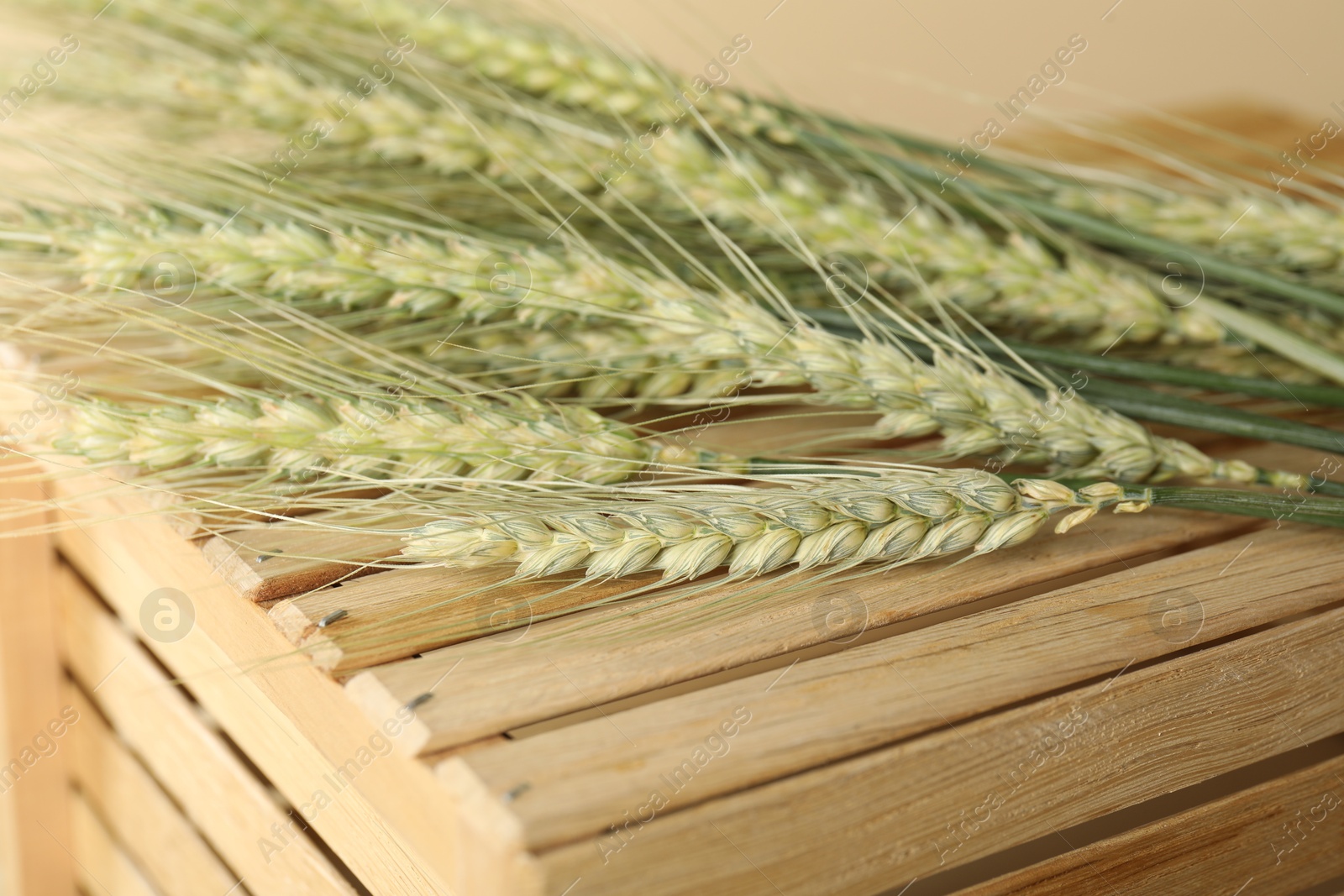Green wheat spikes on wooden crate against beige background, macro view Photo of Green wheat spikes on wooden crate against beige background, macro view