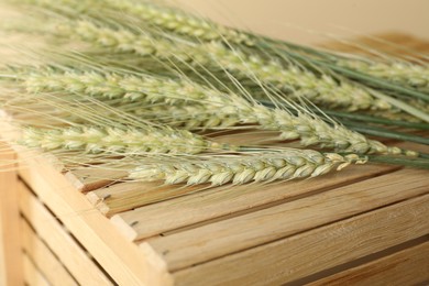 Photo of Green wheat spikes on wooden crate against beige background, macro view