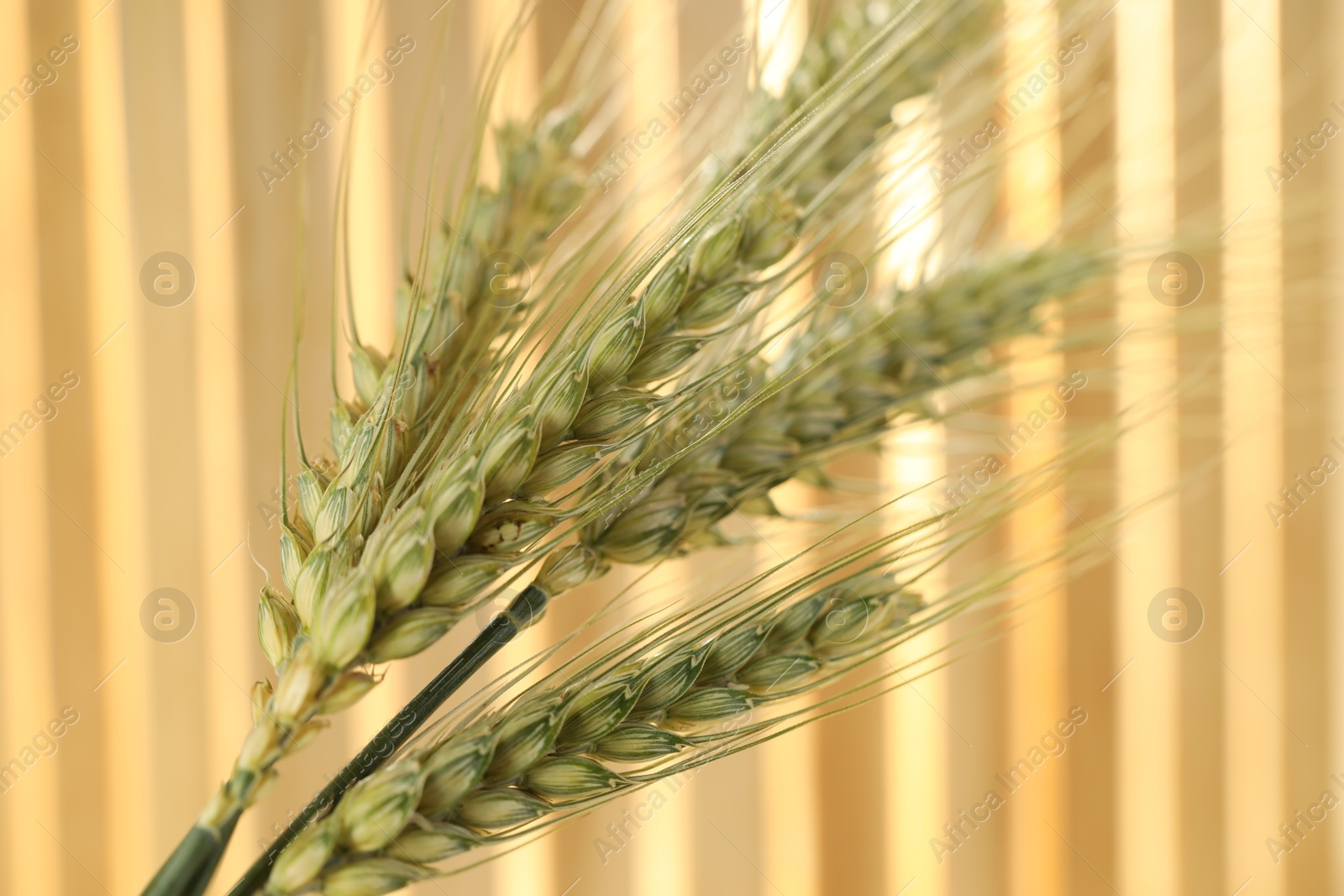 Green wheat spikes on blurred background, macro view Photo of Green wheat spikes on blurred background, macro view