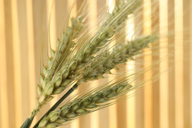 Photo of Green wheat spikes on blurred background, macro view