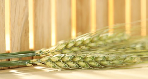 Photo of Green wheat spikes on beige background, macro view