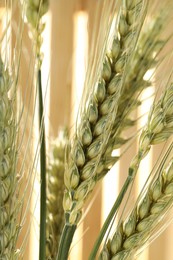 Photo of Green wheat spikes on blurred background, macro view