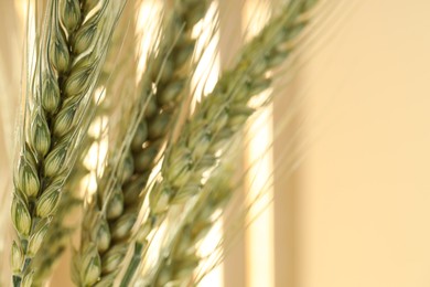 Photo of Green wheat spikes on blurred beige background, macro view