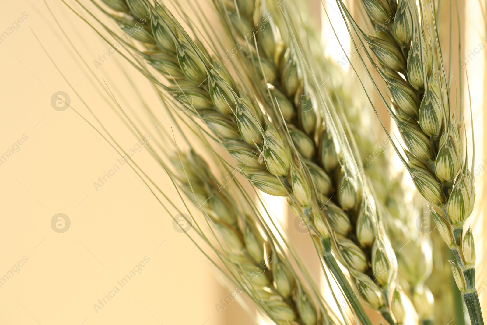 Green wheat spikes on blurred beige background, macro view Photo of Green wheat spikes on blurred beige background, macro view