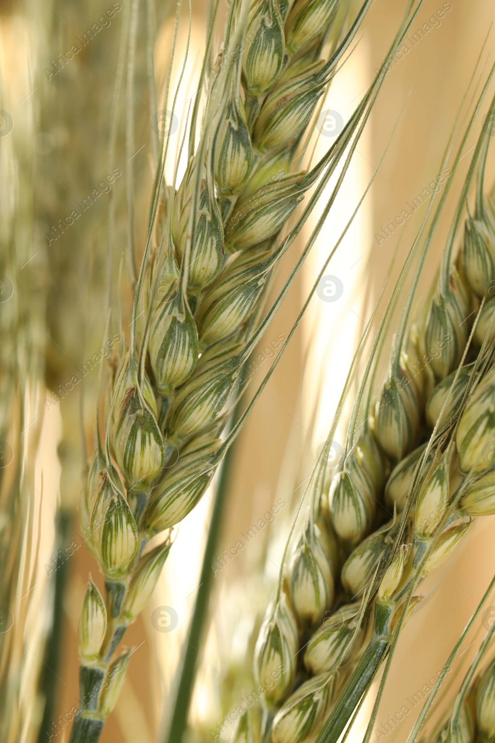 Photo of Green wheat spikes on blurred beige background, macro view