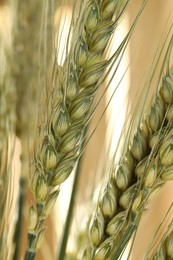 Photo of Green wheat spikes on blurred beige background, macro view