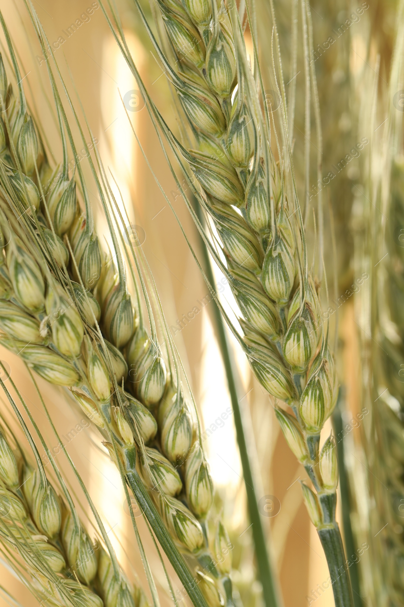 Green wheat spikes on blurred beige background, macro view Photo of Green wheat spikes on blurred beige background, macro view