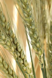 Photo of Green wheat spikes on blurred beige background, macro view