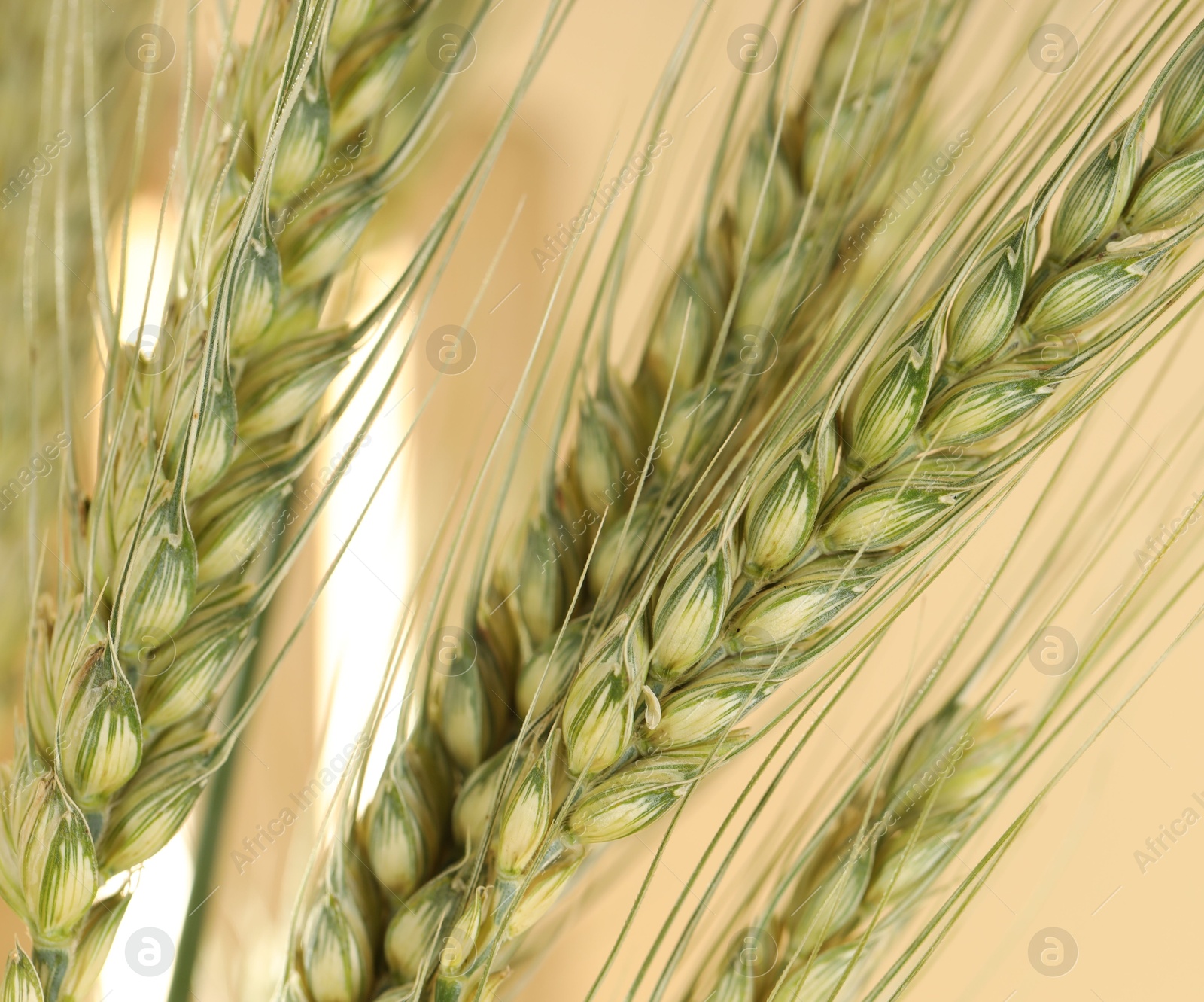 Photo of Green wheat spikes on blurred beige background, macro view