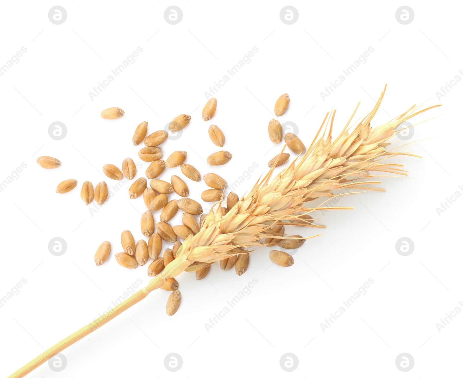 Image of Wheat ear and grains on white background, top view