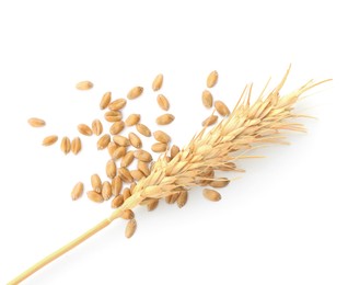 Image of Wheat ear and grains on white background, top view