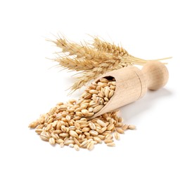 Image of Wheat grains and spikelets on white background
