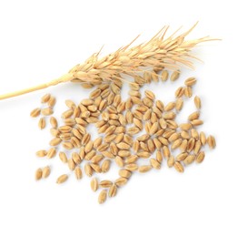 Image of Wheat grains and spikelet on white background, top view