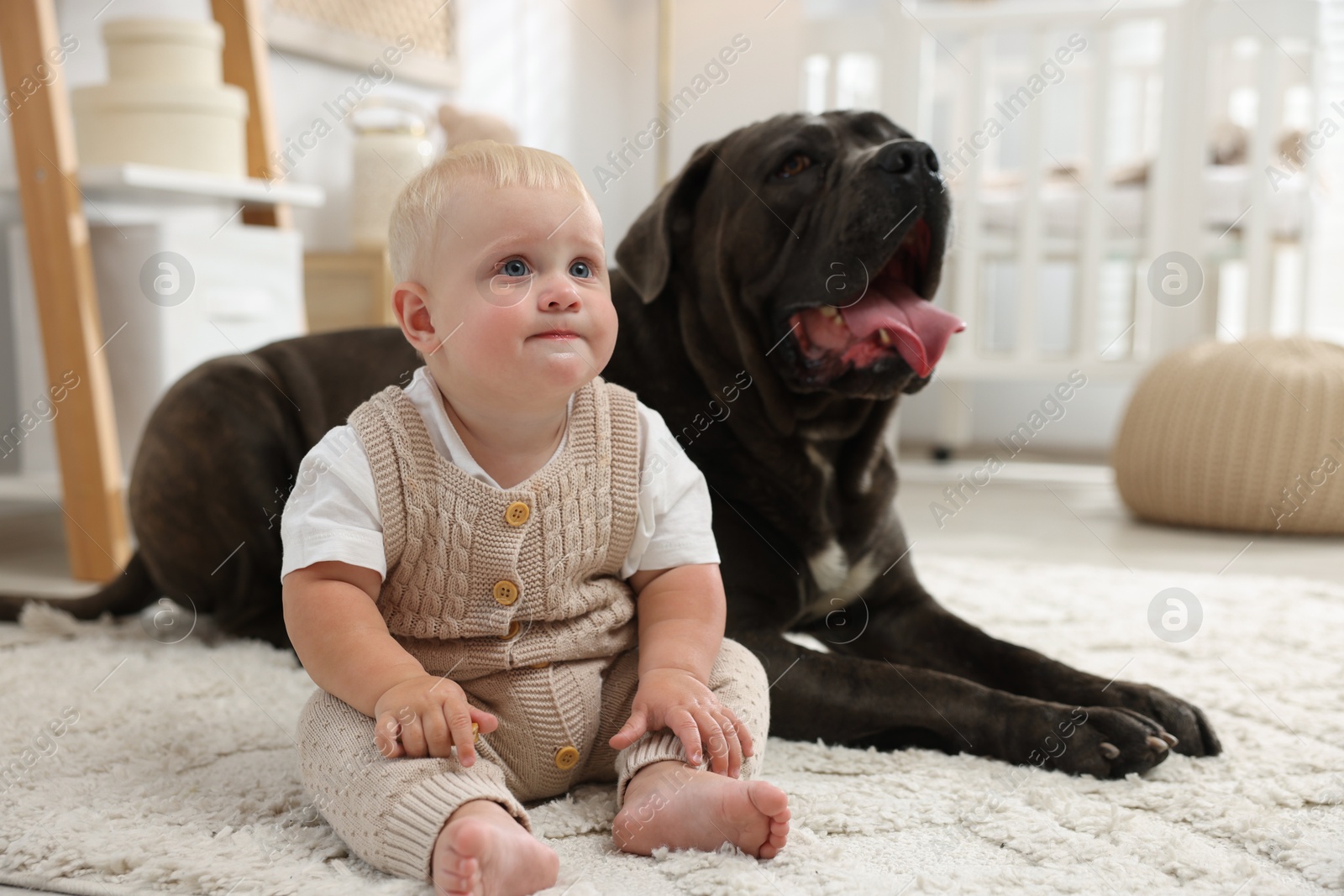 Photo of Cute newborn baby and friendly pet on carpet at home