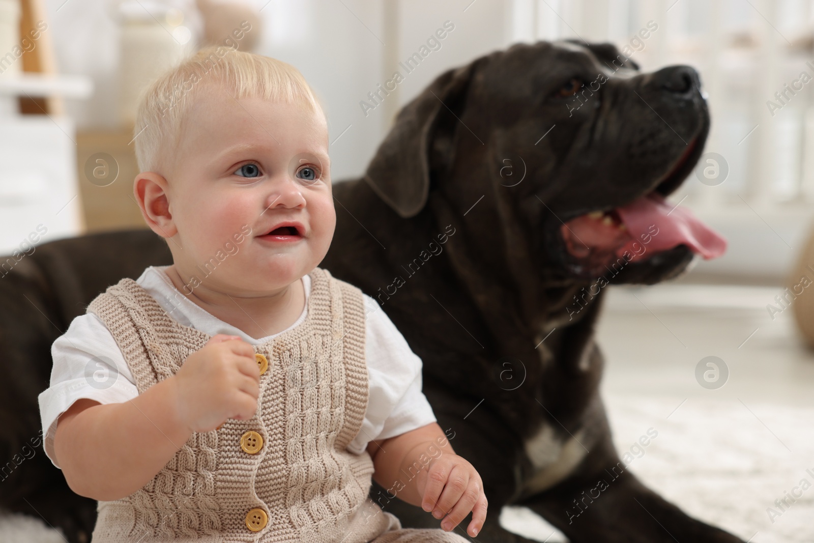 Photo of Cute newborn baby and friendly pet at home