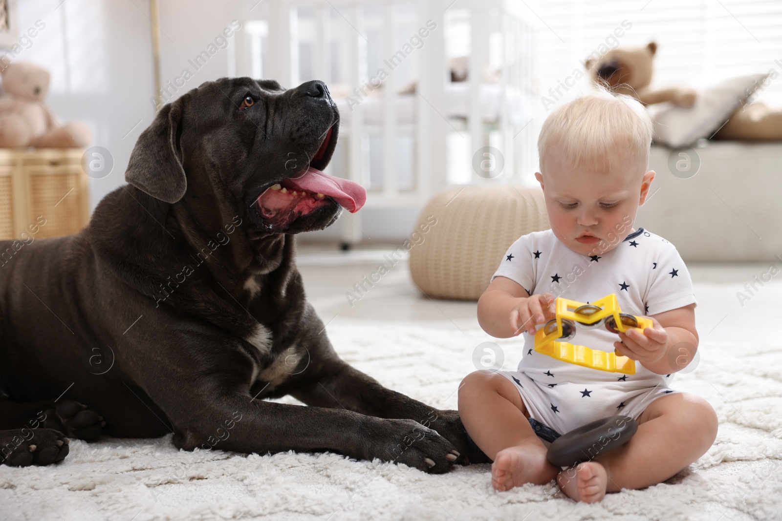 Cute newborn baby and friendly pet on carpet at home Photo of Cute newborn baby and friendly pet on carpet at home