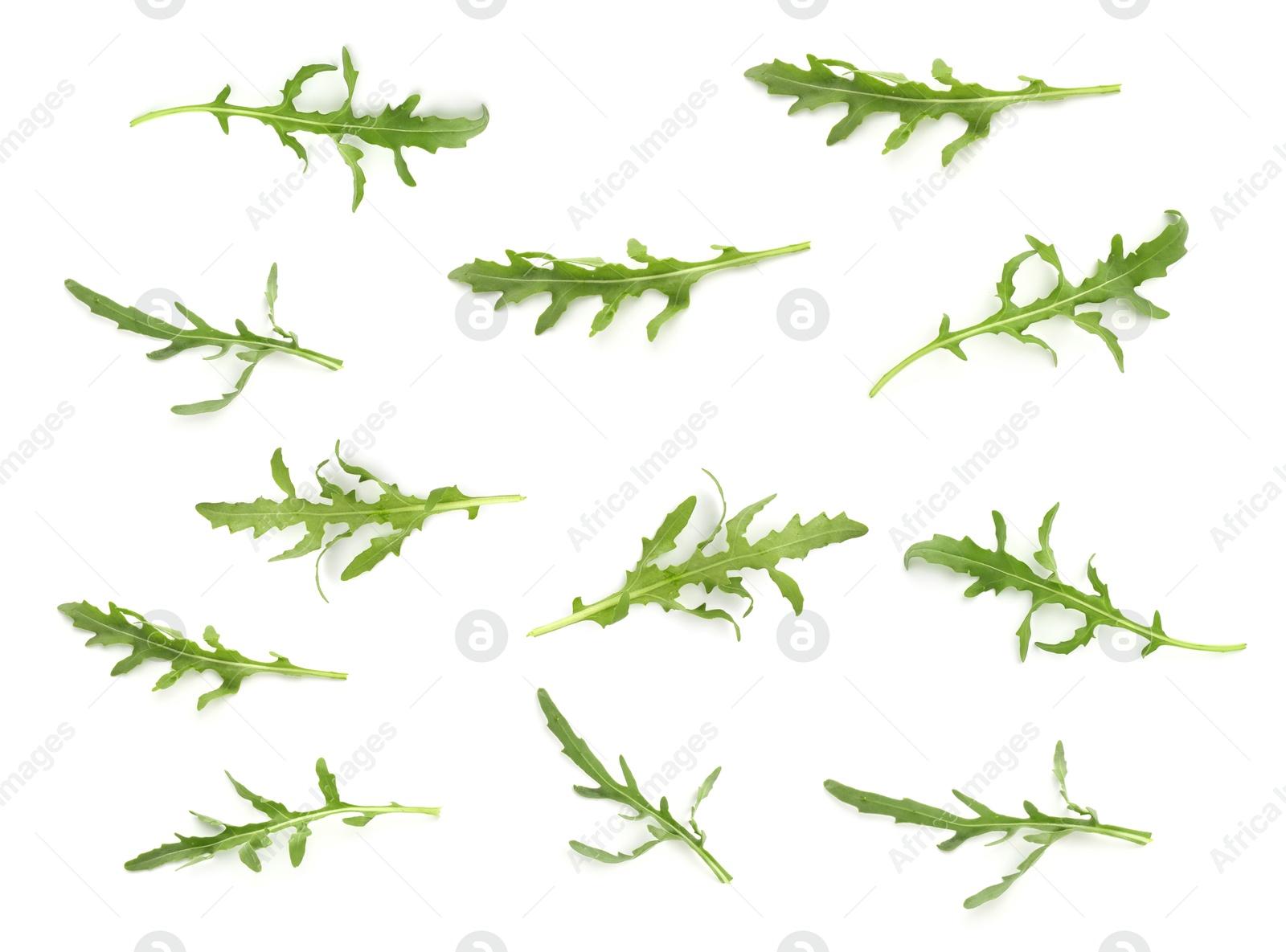 Fresh green arugula on white background, set Image of Fresh green arugula on white background, set