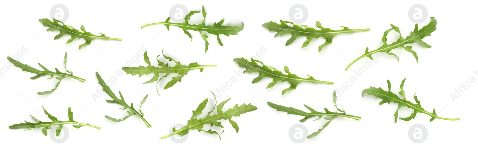 Image of Fresh green arugula on white background, set
