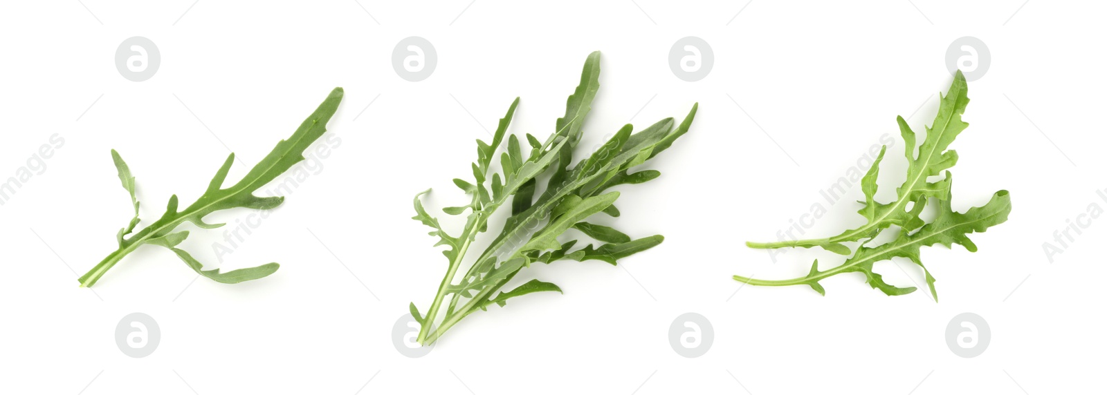 Fresh green arugula on white background, set Image of Fresh green arugula on white background, set